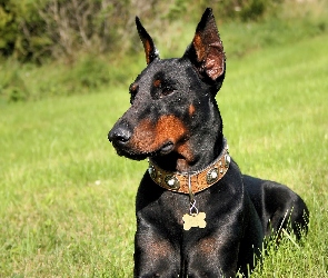 Doberman