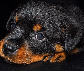 Mały, Rottweiler, Szczeniaczek, Czarny