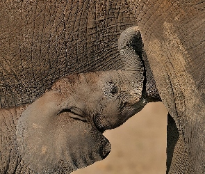 Słoń, Młode, Mama