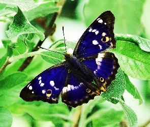 Niebieski, Czułki, Roślina, Motyl