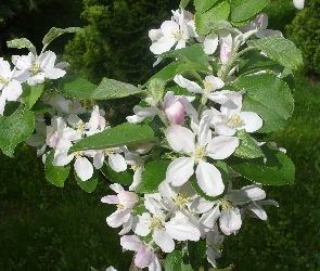 Jabłoni, Drzewo, Kwiat