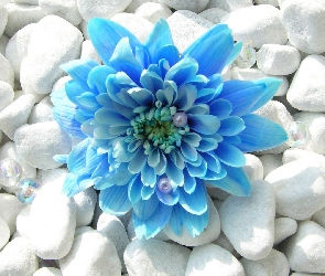 Dalia, Kamyki, Niebieska