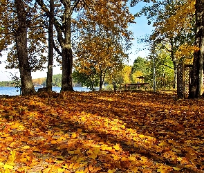 Jesień, Cienie, Klony, Jezioro, Liście