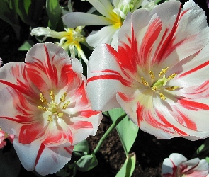 Tulipany, Rozkwitnięte