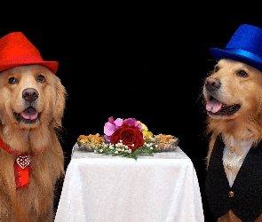 Kapelusze, Golden retriever, Dwa, Psy