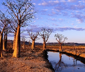 Rzeka, Baobab, Drzewa