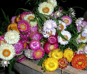 Kwiaty, Suszki, Jesienne