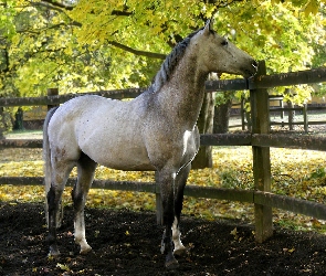 Drzewa, Płot, Koń