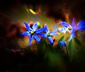 Kwiaty, Niebieskie, Cebulica, Syberyjska