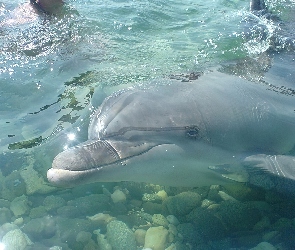 Woda, Kamienie, Delfin