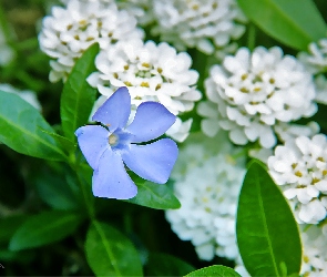 Barwinek, Kwiat, Niebieski