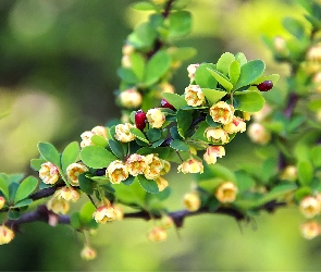 Kwiatuszki, Krzew, Żółte