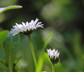 Stokrotki, Trawa, Płatki