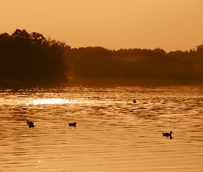 Kaczki, Jezioro, Drzewa