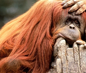 Małpa, Orangutan, Smutna