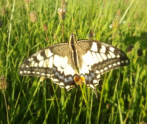 Piękny, Paź Królowej, Motyl