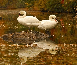 Jesień, Woda, Łabędzie, Dwa