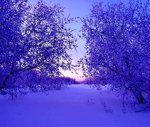 Śnieg, Las, Drzewa, Zima, Wieczór