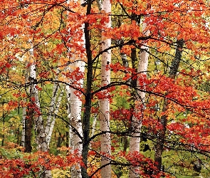 Las, Kolorowe, Drzewa, Liście, Jesień