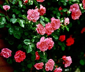 Róża, Różowa, Pnąca