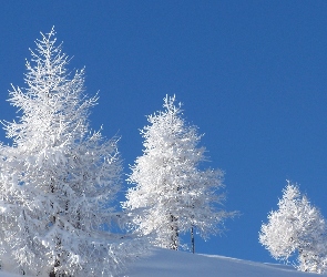 Oszronione, Drzewa, Wzgórze