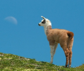 Lama, Wzgórze