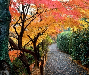 Jesień, Alejka, Park, Drzewa