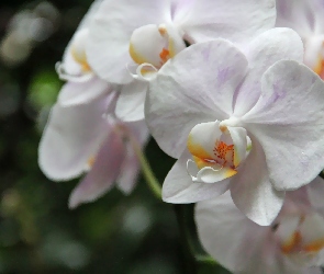 Orchidea, Storczyk, Biała