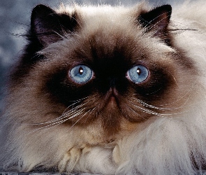 Niebieskie, Oczy, Kot syjamski