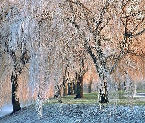 Białe, Szron, Drzewa