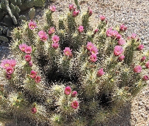 Kaktusy, Kwitnące