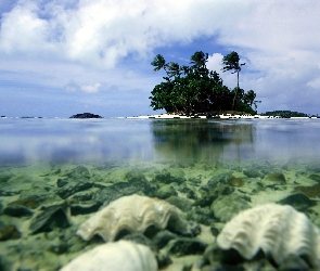 Drzewa, Woda, Islandia, Aitutaki