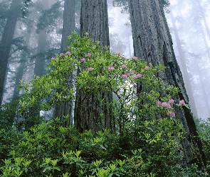 Park Narodowy Redwood, Drzewa, Stan Kalifornia, Stany Zjednoczone, Rododendron, Krzew, Mgła, Różanecznik, Las