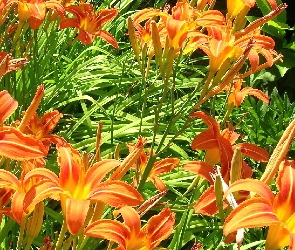 Kwiaty, Liliowce