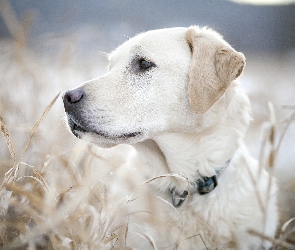 Labrador, Retriever, Pies