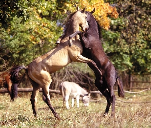 Rywalizacja, Pole, Konie