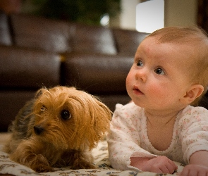 Dziecko, Yorkshire Terrier, Piesek