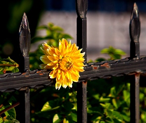 Ogrodzenie, Metalowe, Żółty, Kwiat