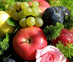 Owoce, Winogrona, Gruszka, Śliwki, Jabłka