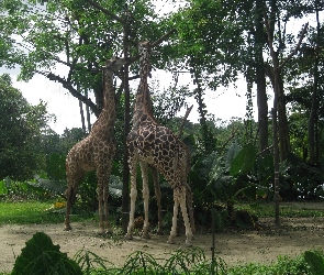 Żyrafy, Dwie, Ogród, Zoologiczny