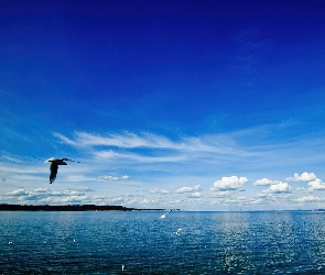 Jezioro, Chmury, Ptaki