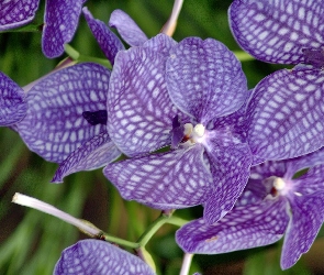 Orchidea