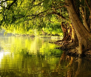Stare, Jezioro, Drzewa