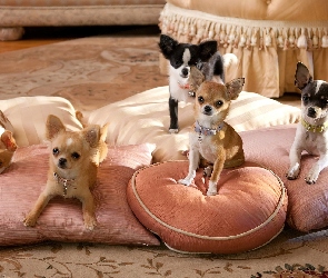 Chihuahua, Rodzinka