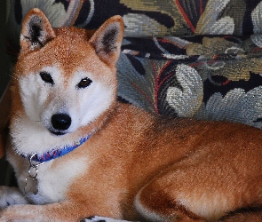 śliczny, obroża, Shiba inu