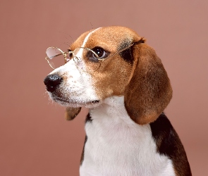 Okulary, Beagle