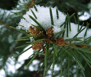 Świerku, Gałązka, Igliwie, Ośnieżona