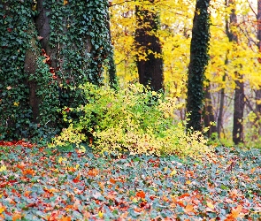 Liście, Park, Drzewa, Bluszcz, Jesienne