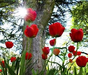 Tulipany, Słońca, Promienie, Drzewo