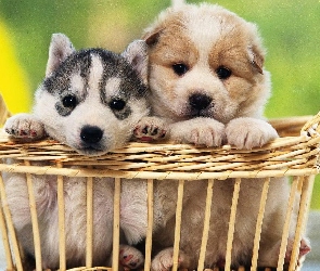 Siberian Husky, Koszyk, Dwa, Szczeniaczki